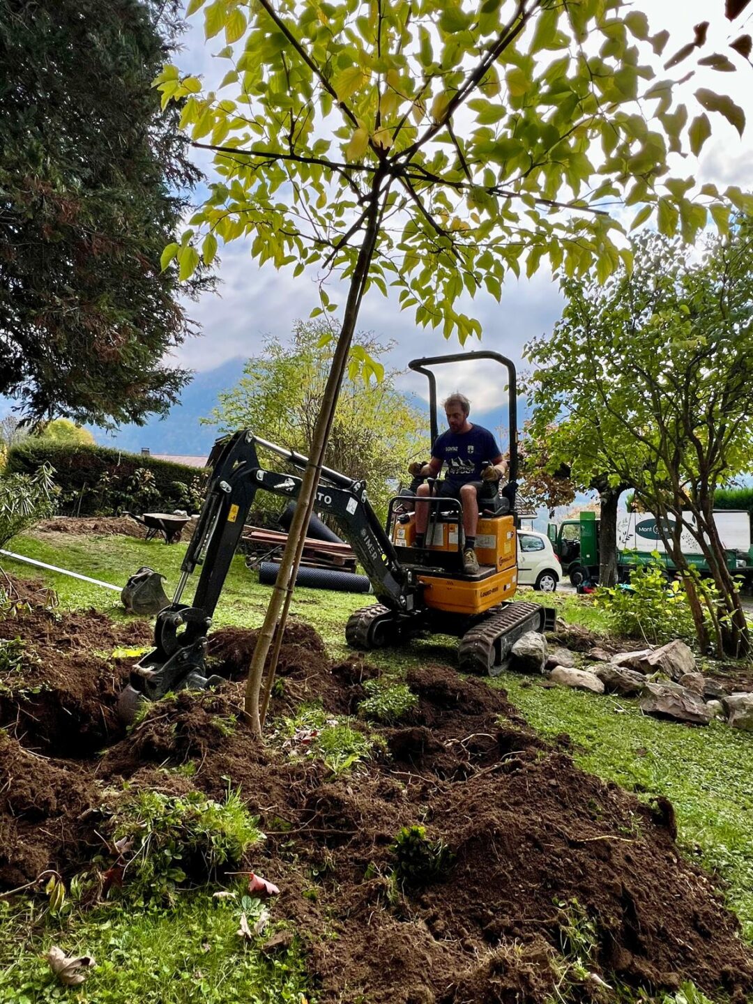 Transplantation d'arbre