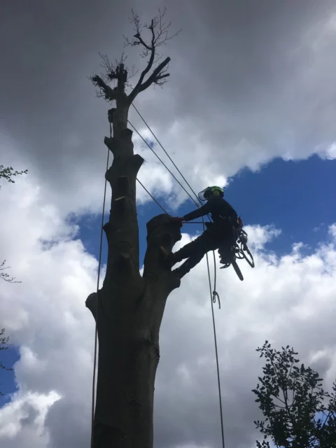 Abattage d&eacute;montage