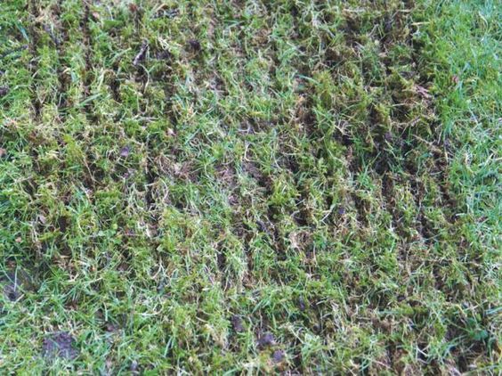 Scarification de pelouse