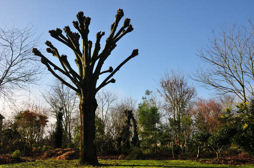 Taille t&ecirc;te de chat